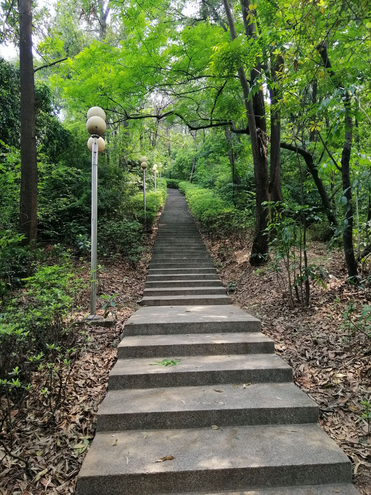 夜上未名山