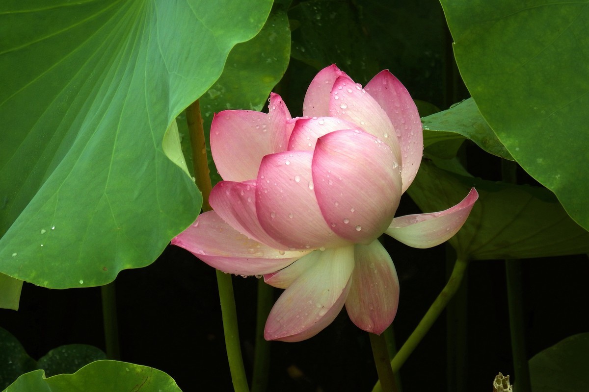 忆夏雨荷