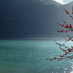 海畔梅影